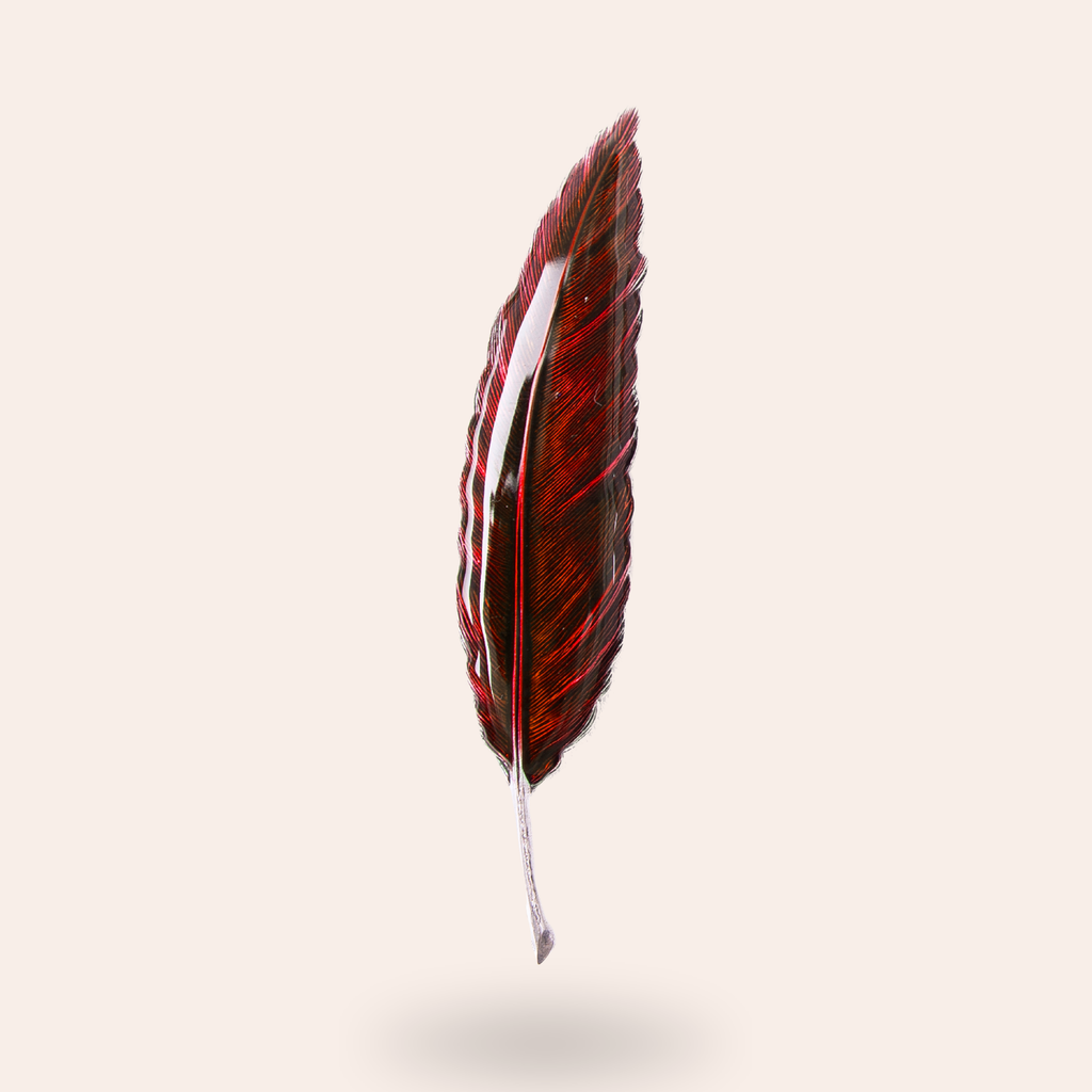 Broche Plume